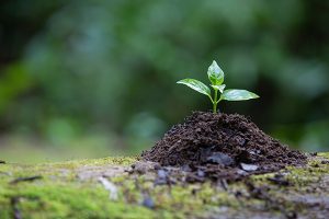 organic product Ingredient Supplier